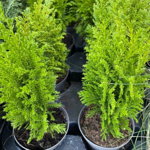 Chamaecyparis Goldcrest