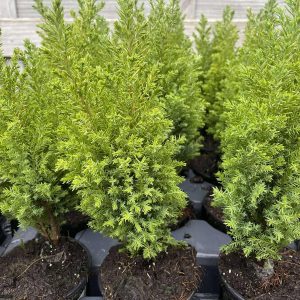 Chamaecyparis Lawsoniana Gold 10.5cm pot