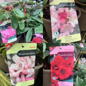 Rhododendron Dwarf 3ltr pot      (list of availability below)