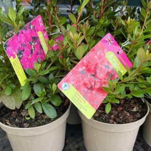 Azalea Evergreen 2ltr pot.      (List of availability below)