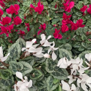 Mix and Match 9cm Potted Cyclamen Deal - Buy 4 for £11.00