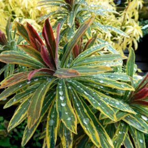 Euphorbia Ascot Rainbow 1ltr Pot